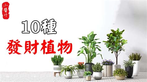 居家風水植物|顧永續也招財 10種居家風水植物這樣選！ 